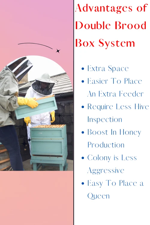 Advantages of Double Brood Box System