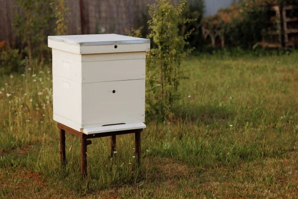 How many brood boxes to use in a hive