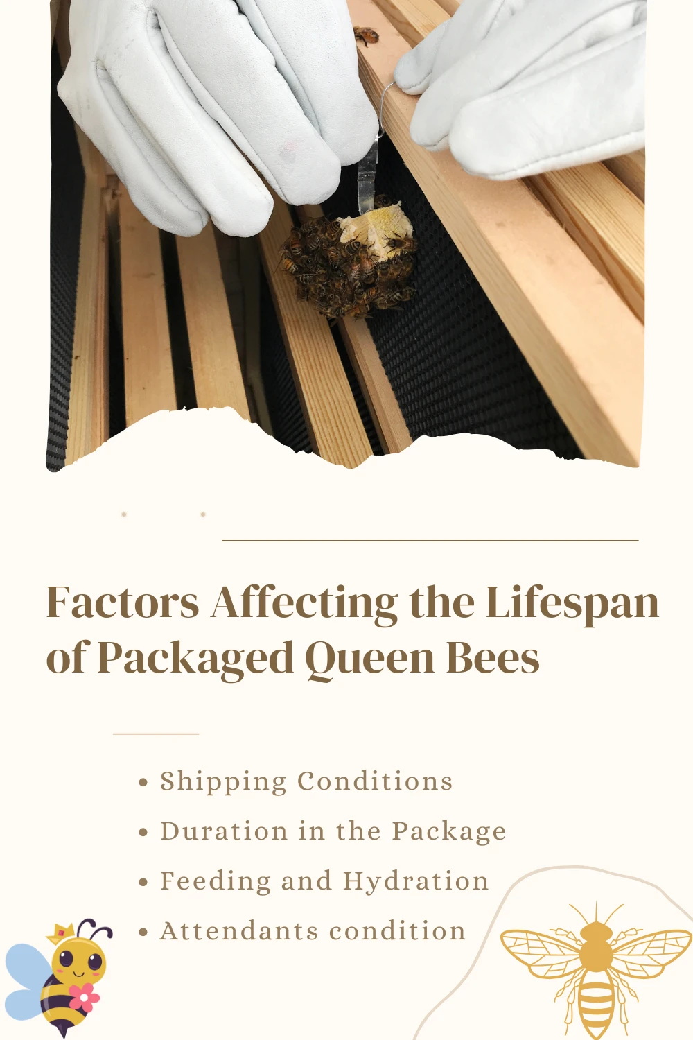 Factors Affecting the Lifespan of Packaged Queen Bees