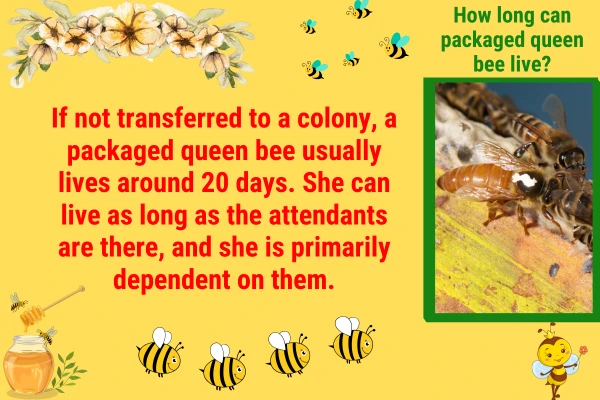 How Long Can a Packaged Queen Bee Live