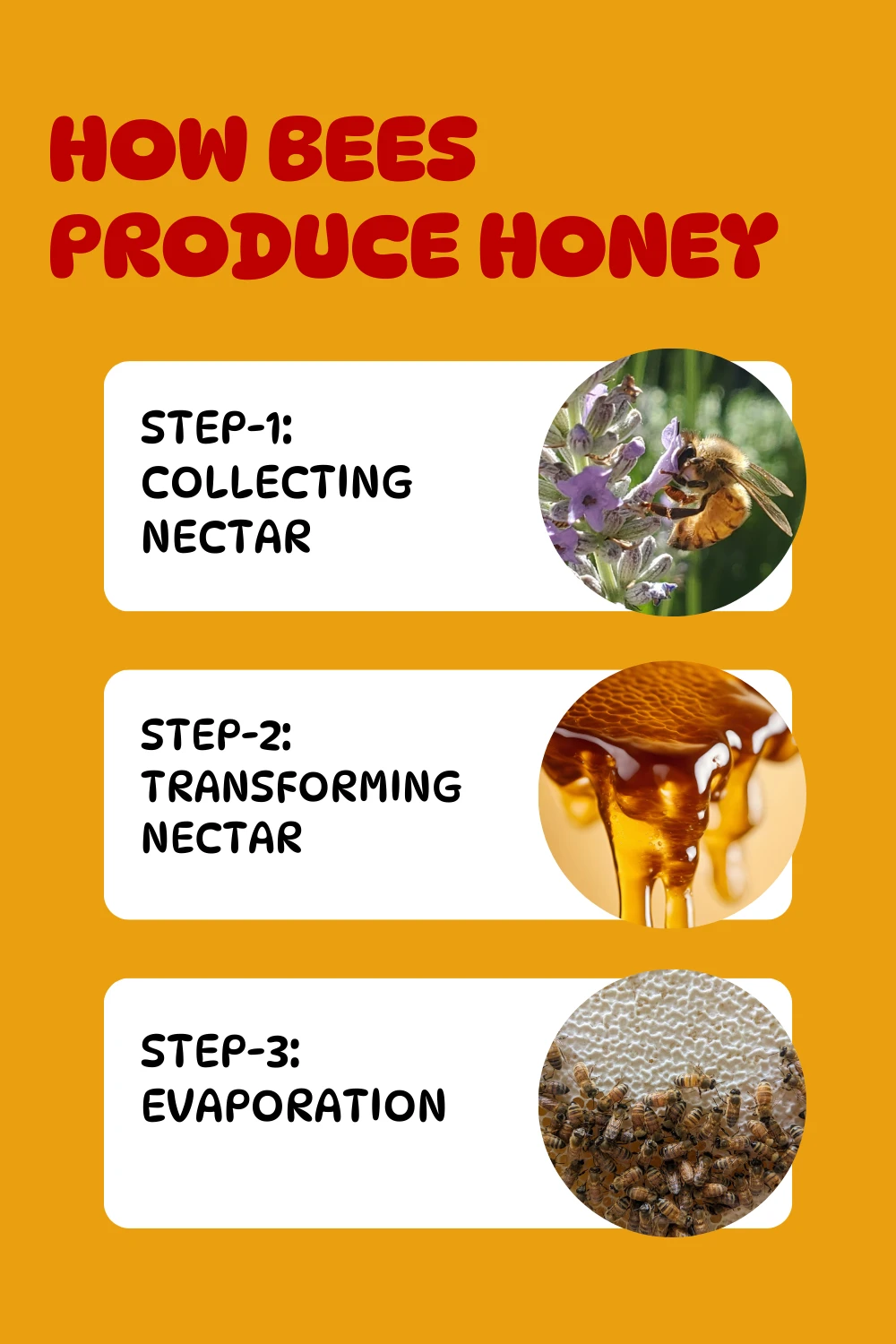 How bees produce honey