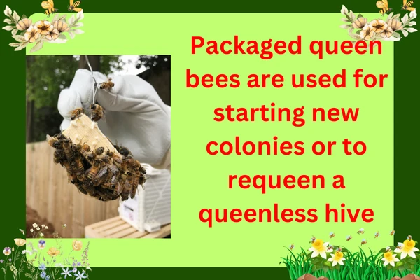 Packaged Queen Bees