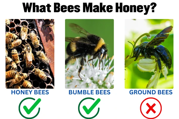 What Bees Make Honey