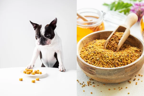 can dogs eat bee pollen