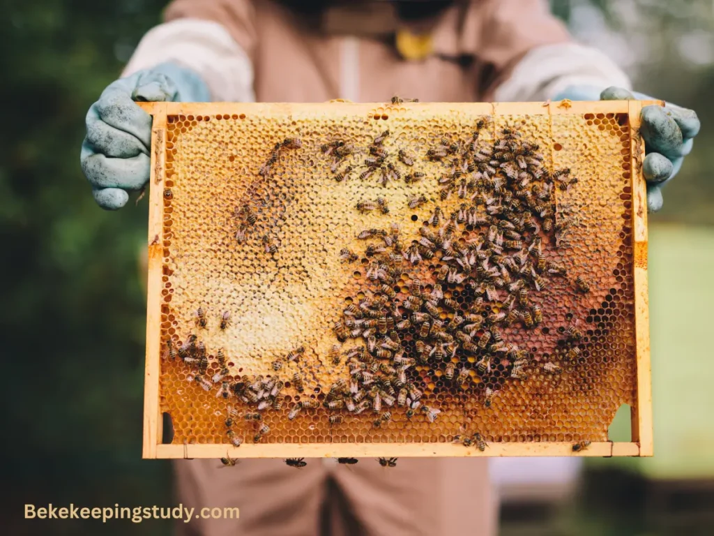 4 Easy DIY Bee Vacuum Plans (Build A Portable Bee Vac) - BeekeepingStudy