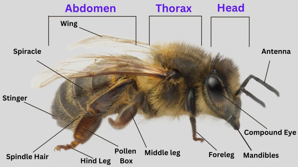 Anatomy Of Bee
