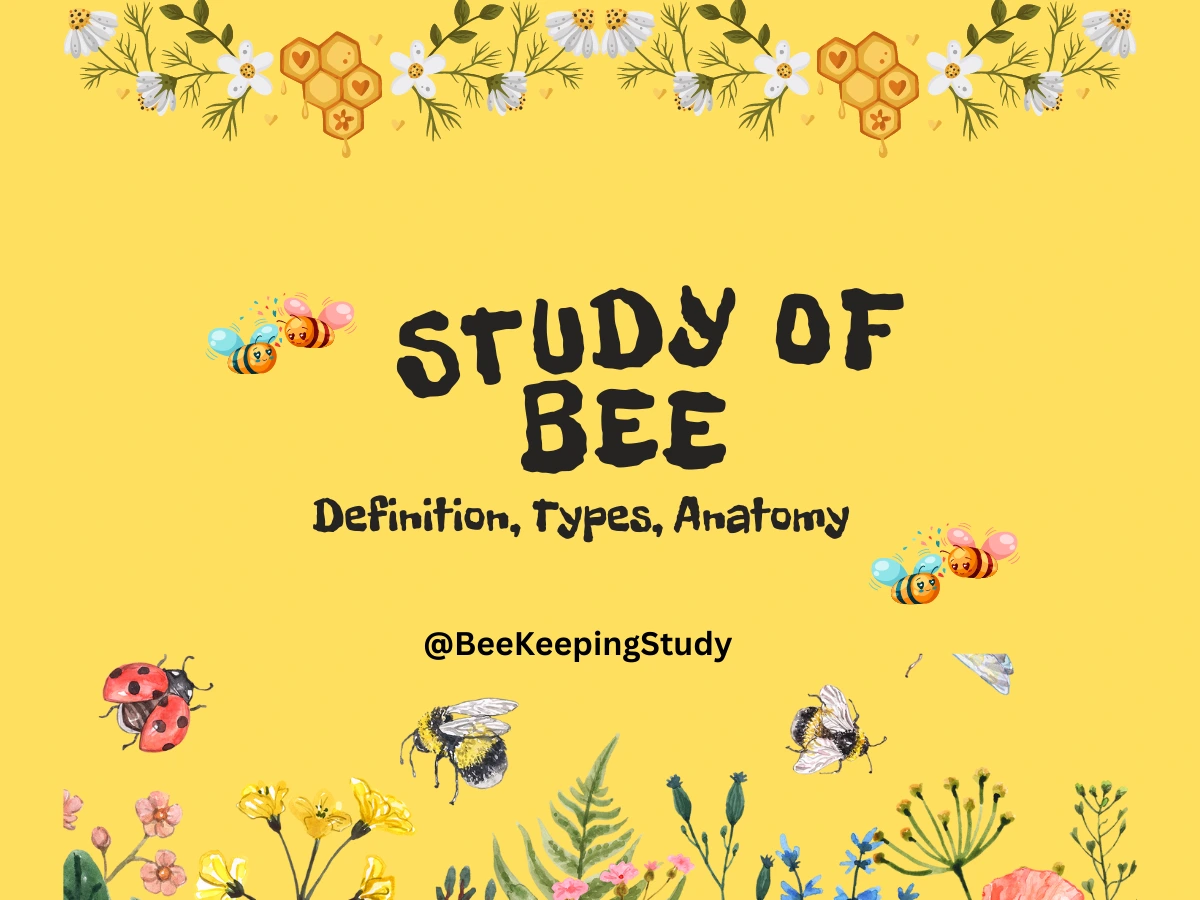 Study Of Bee, Types of bees