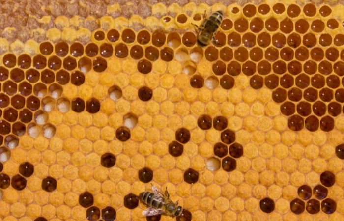 Beehive With Larvae And Honey