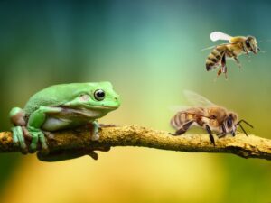 Do Frogs Eat Bees