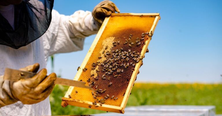 How To CLean Beekeeping Gloves