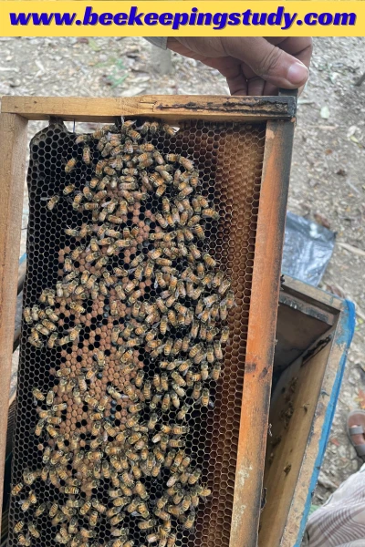 Sign Ideal to Transfer bees from nuc to hive