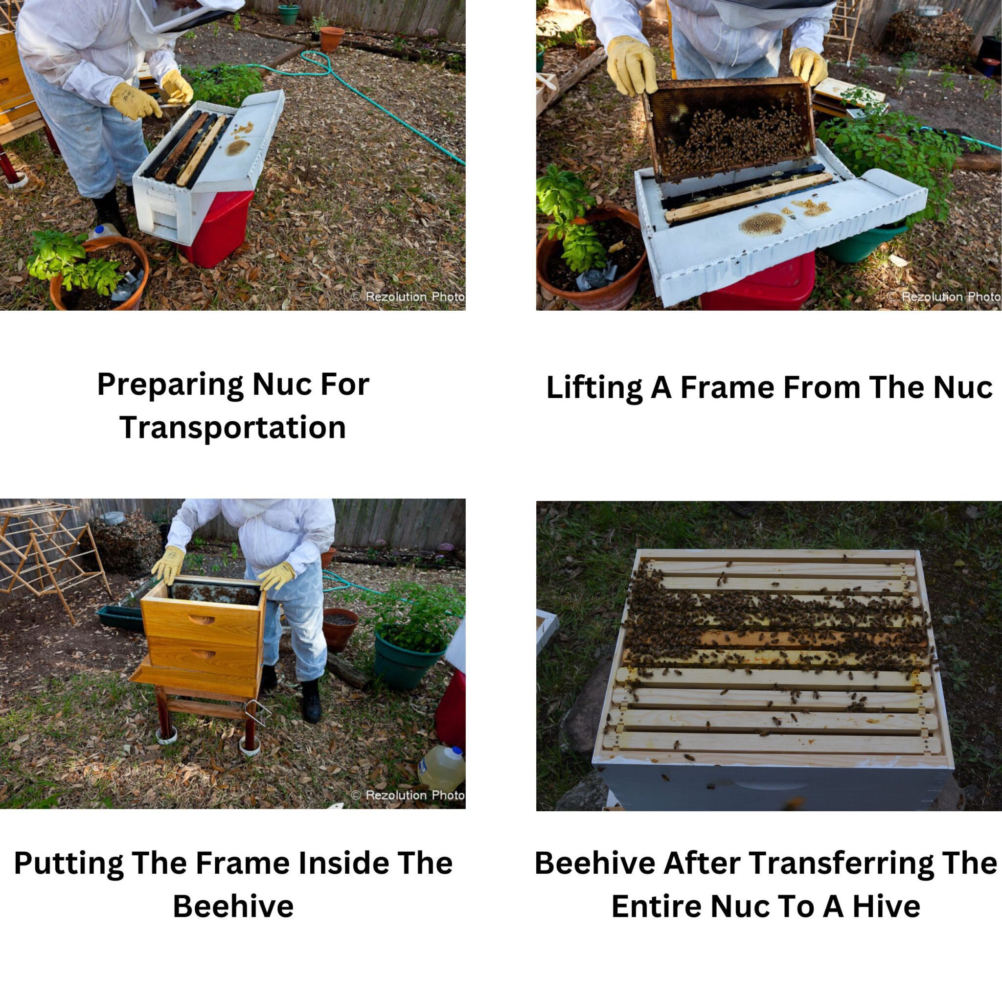 Right Way To Transfer Bees From Nuc To Hive BeekeepingStudy