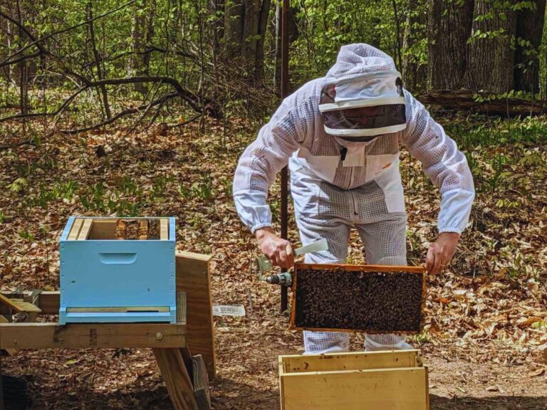 Transferring Bees From Nuc To Hive