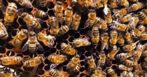 Waggle dance inside beehive