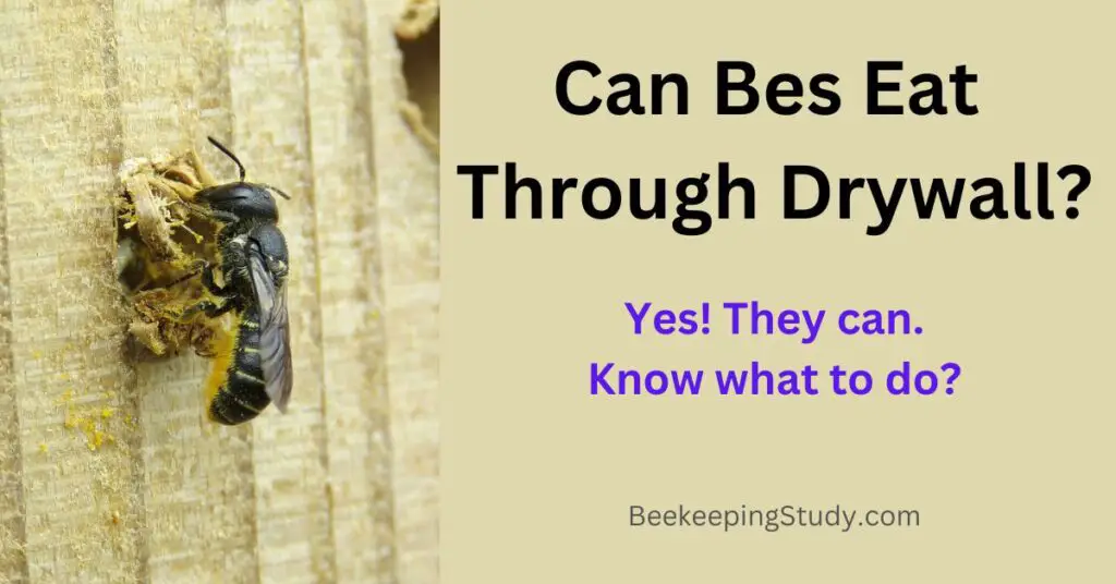 Can Bees Actually Eat Through Drywall? [Everyone Must Know