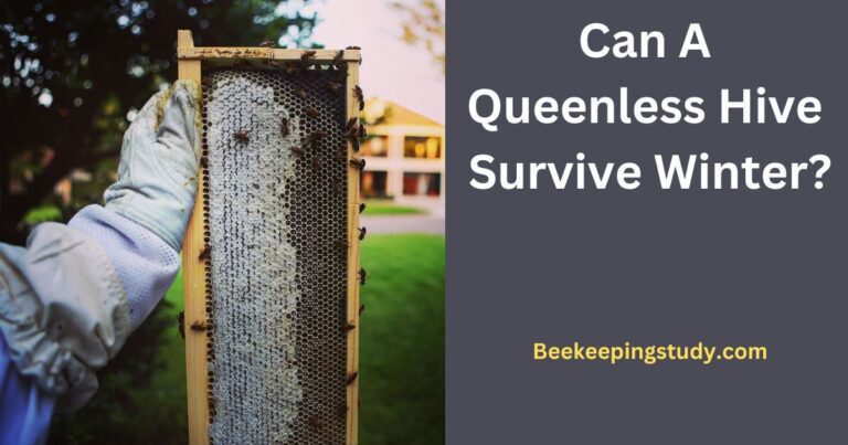 Can a queenless hive survive winter?