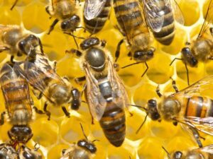 Queen Bee Inside The Hive