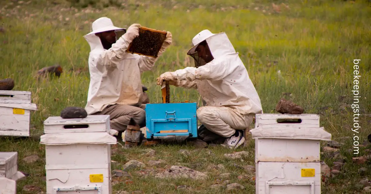 When To Open A Beehive?