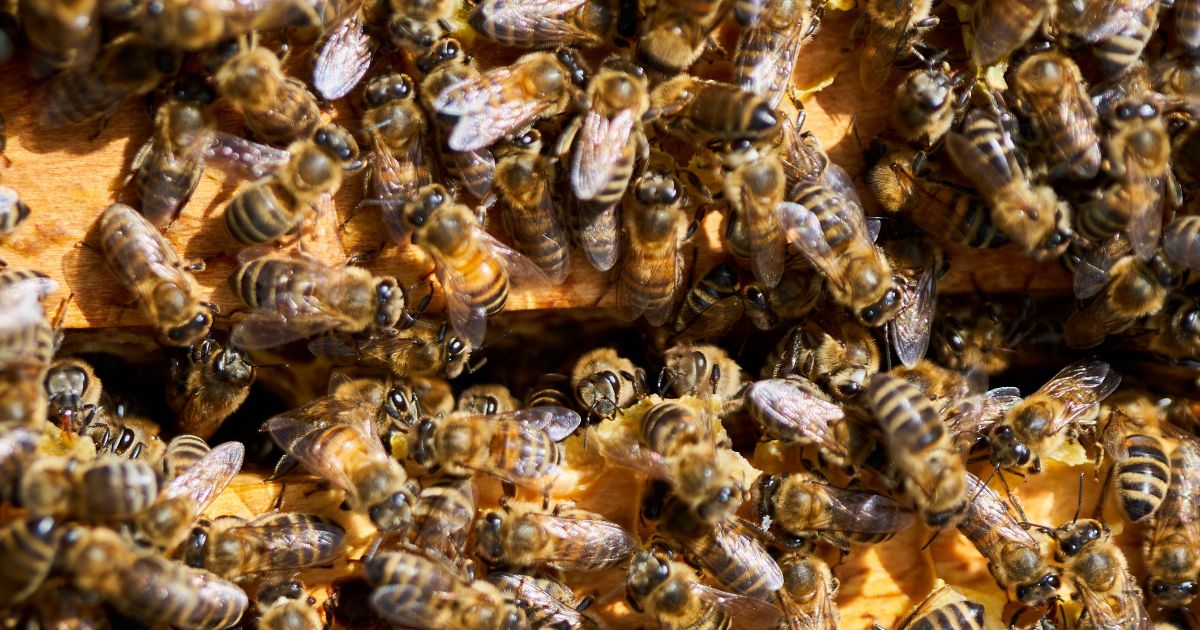 Bee Overpopulation