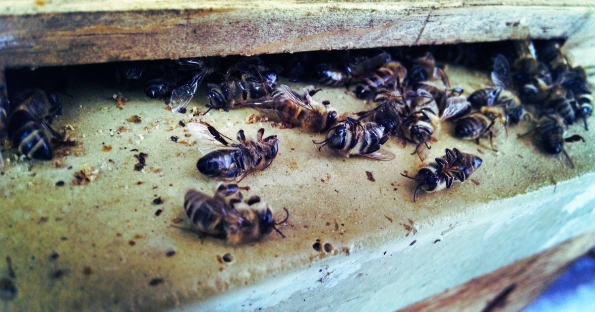 Can a queenless hive survive the winter