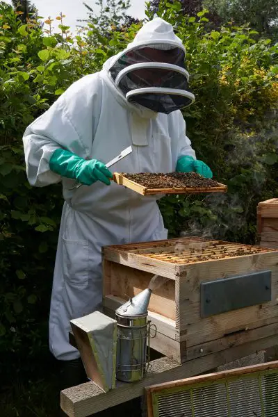 Beekeeper Having Protection Against Bee Stings