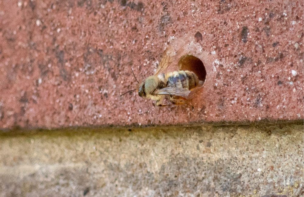 Bees In Wall Cavity