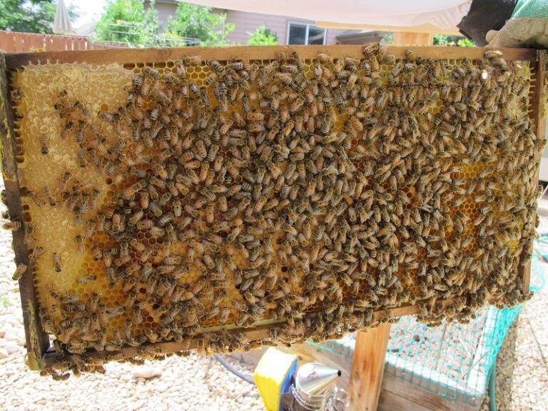 Swarm Prevention Technique: How To Split A Beehive