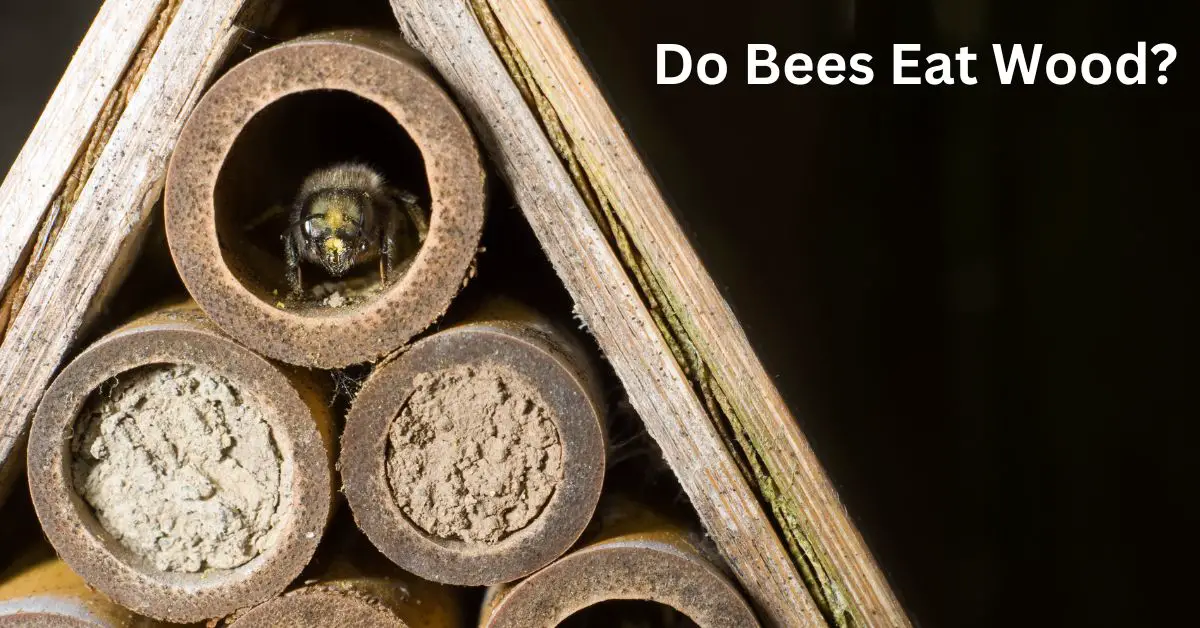 Do Bees Eat Wood?