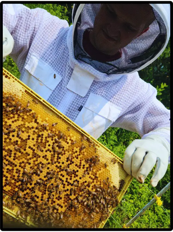 Do beekeepers get stung