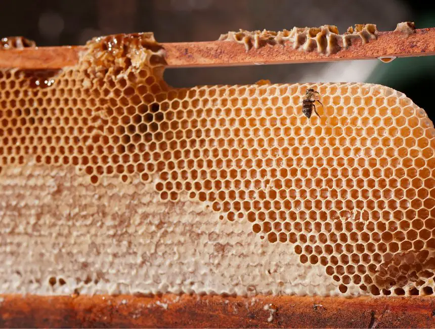 Frame With Honey And Pollen