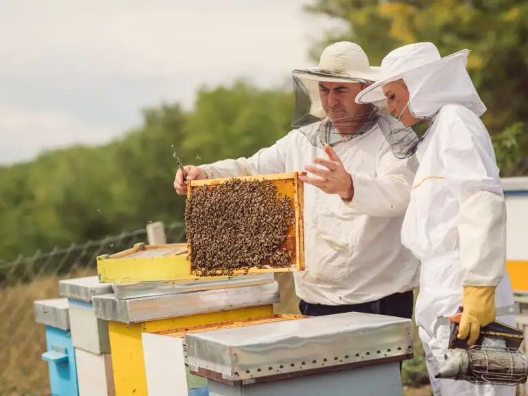 How Do Beekeepers Not Get Stung