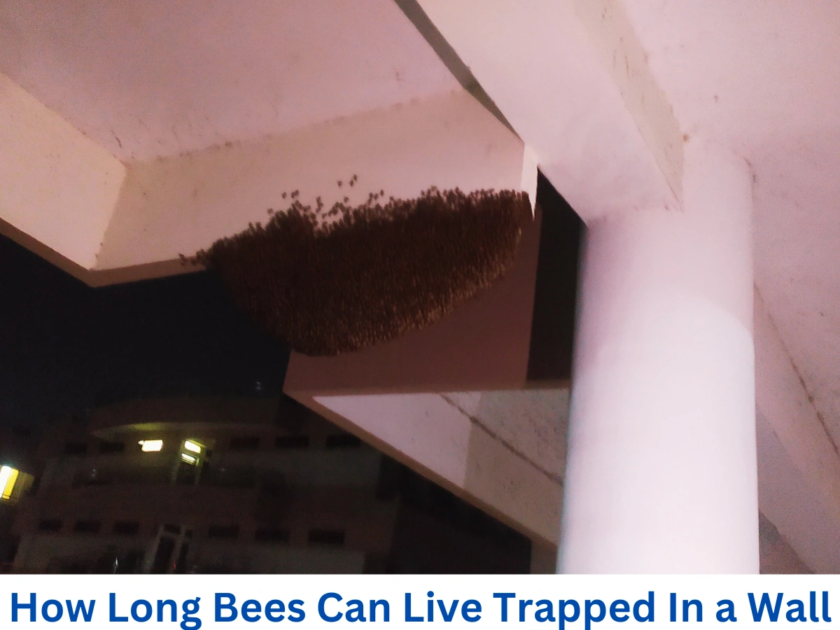 How Long Bees Can Live Trapped In a Wall