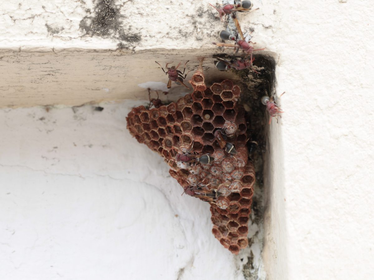 How Long Can Bees Live When Trapped In A Wall?