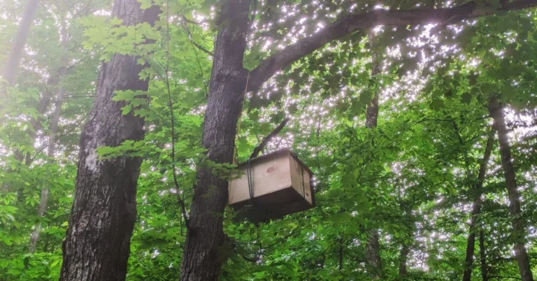 How To Build A Bee Swarm Trap