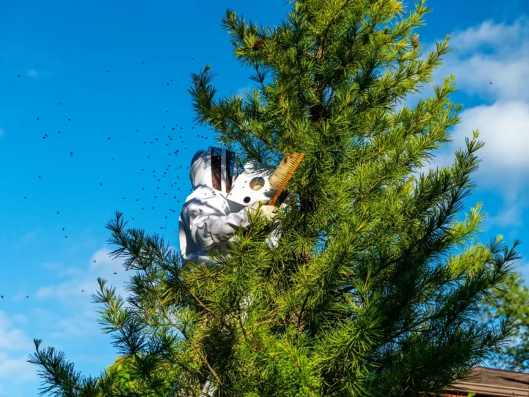 How To Catch A Swarm Of Bees