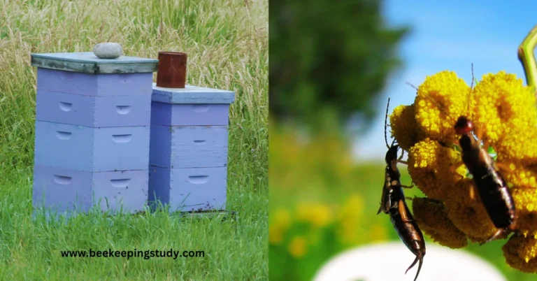 How To Get Rid Of Earwigs In A Beehive Effectively