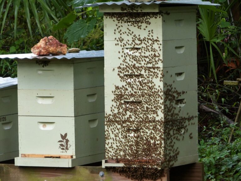 How To Split A Beehive & Prevent Swarming