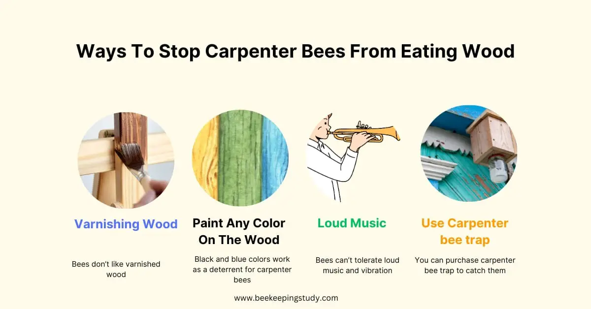 How To Stop Carpenter Bees From Eating Wood