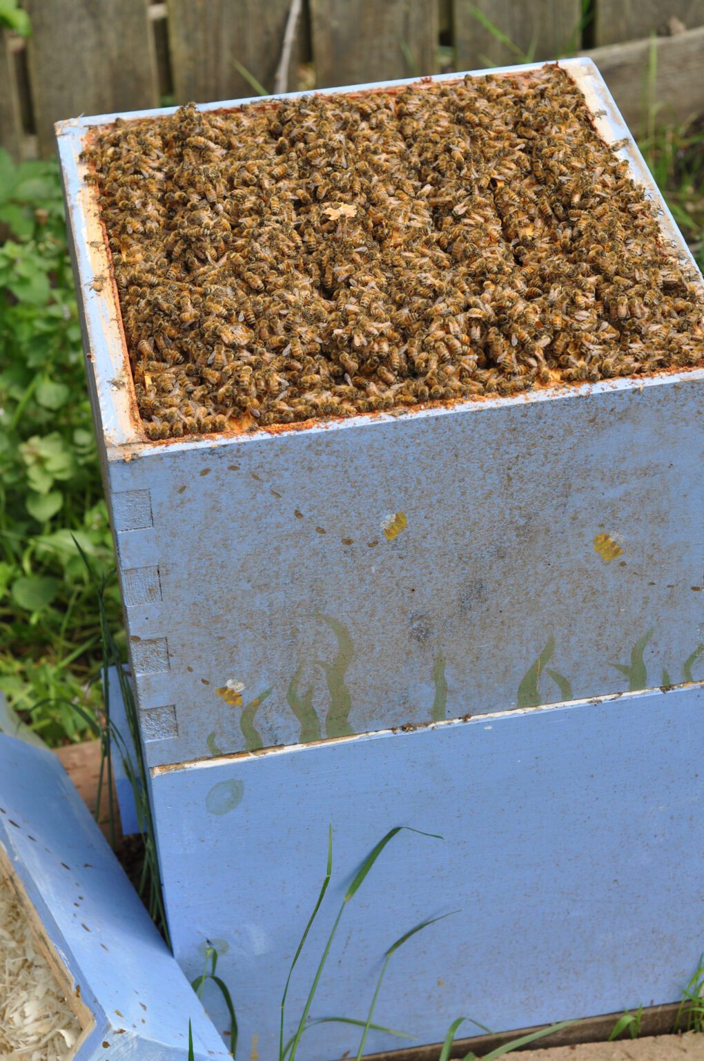 Swarm Prevention Technique How To Split A Beehive Beekeepingstudy