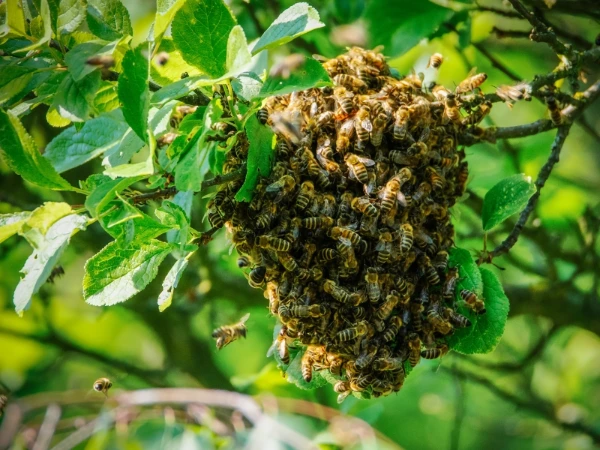 Swarm In A Tree