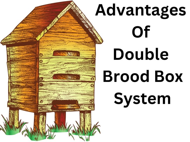 Advantages Of Double Brood Box System (With Pros & Cons)