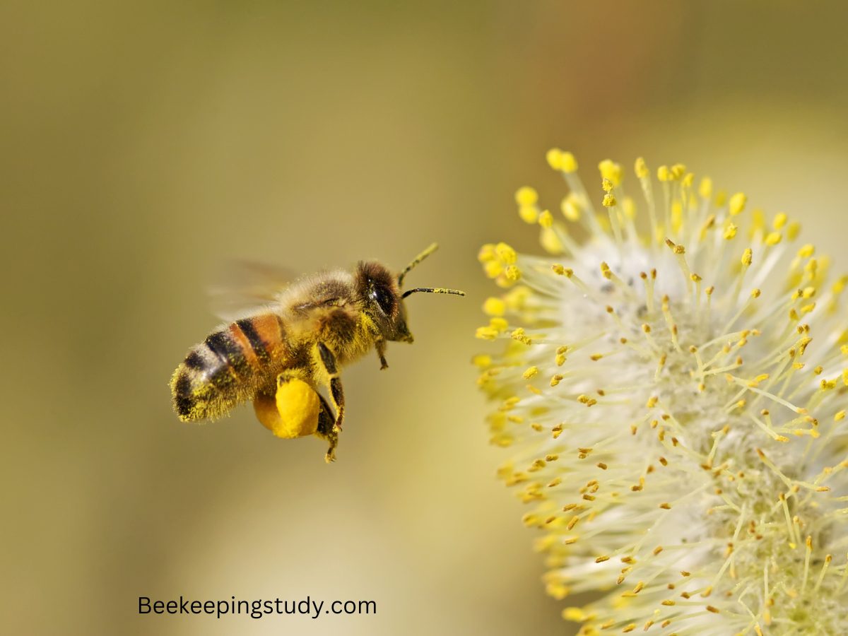 Does Bee Pollen Expire?