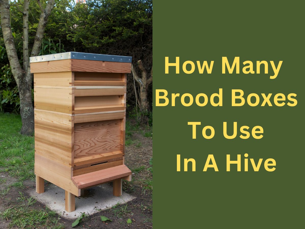 How Many Brood Boxes To Use In A Hive