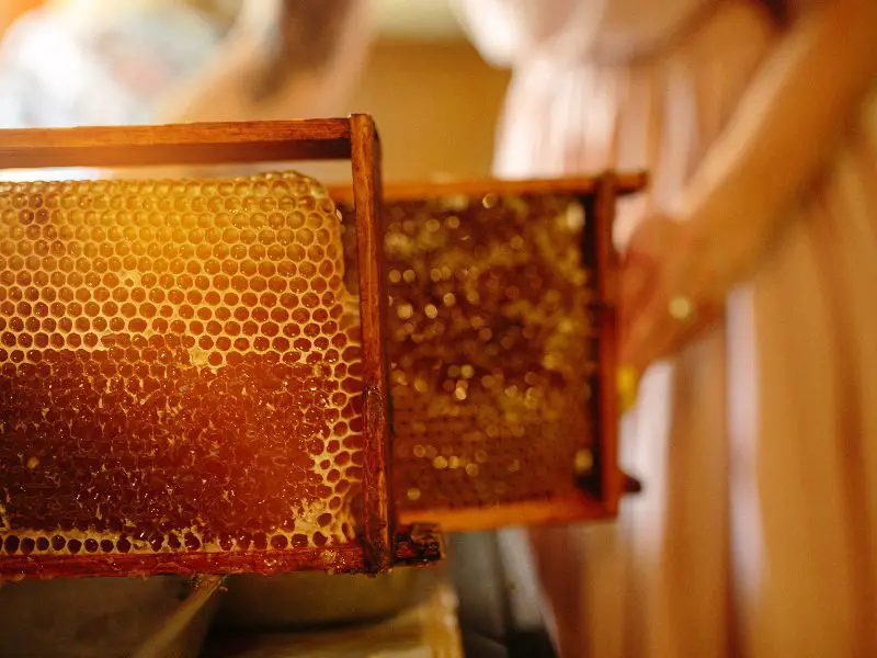 Increased Honey Flow