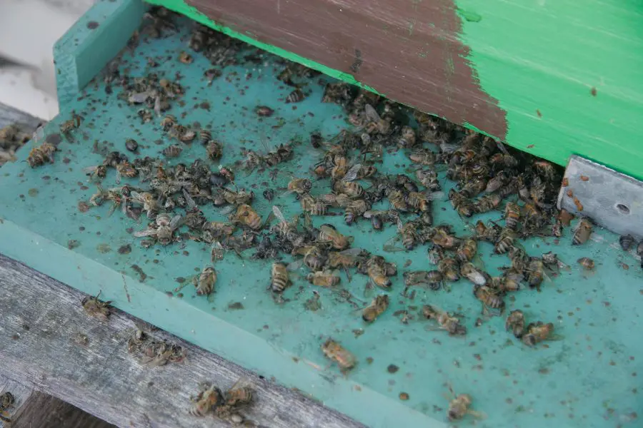 Signs Of A Dead Out Or Abandoned Hive