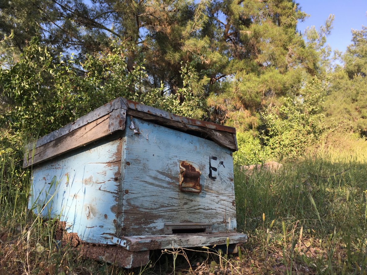 What To Do With An Abandoned Beehive