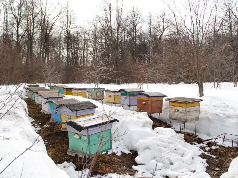 Winter Beekeeping