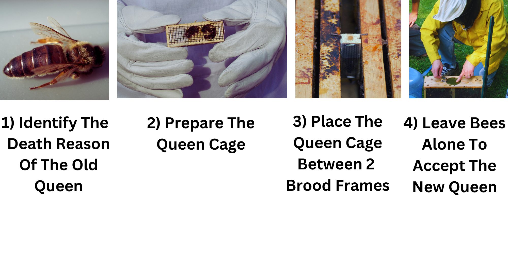 4 Steps To Requeen A Queenless Hive