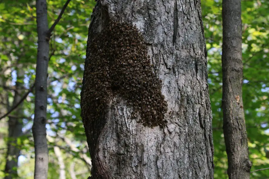Bee Cluster In A Tree