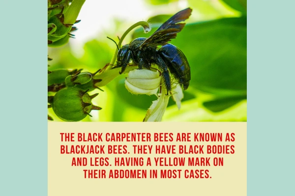 Blackjack bee